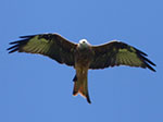 20140921 Bike ride - birds of prey and bramble picking